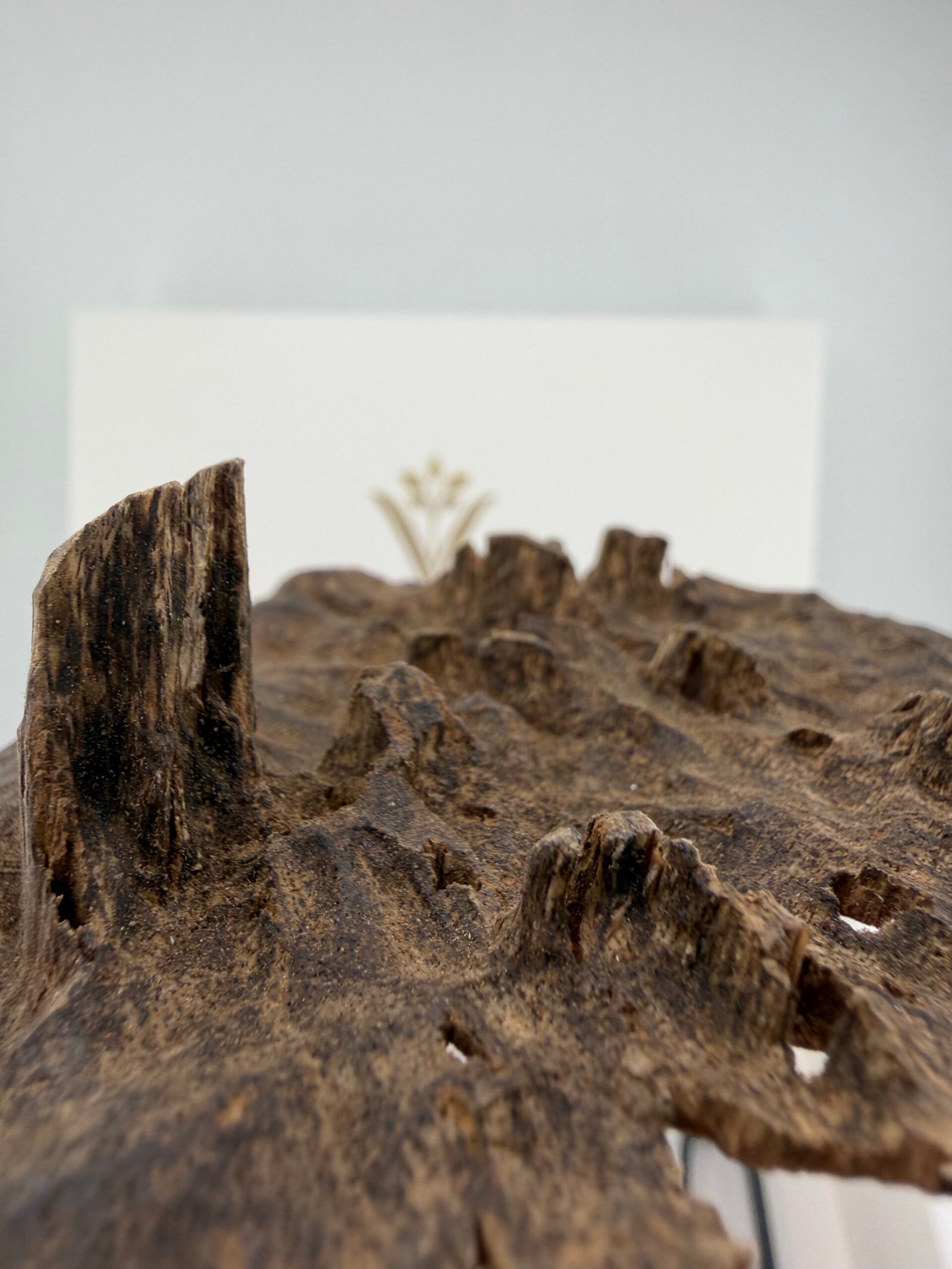 Char Oud - Image 4